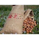Nocciola Piemonte Igp in Guscio Bio
